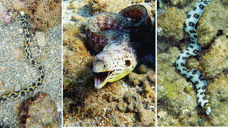 Ocean Watch: Eels are just long, skinny fish wanting solitude ...