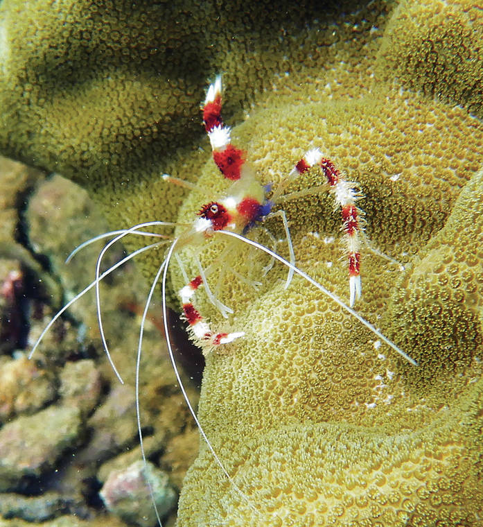 Ocean Watch: Banded coral shrimp are charming and pretty | Honolulu ...