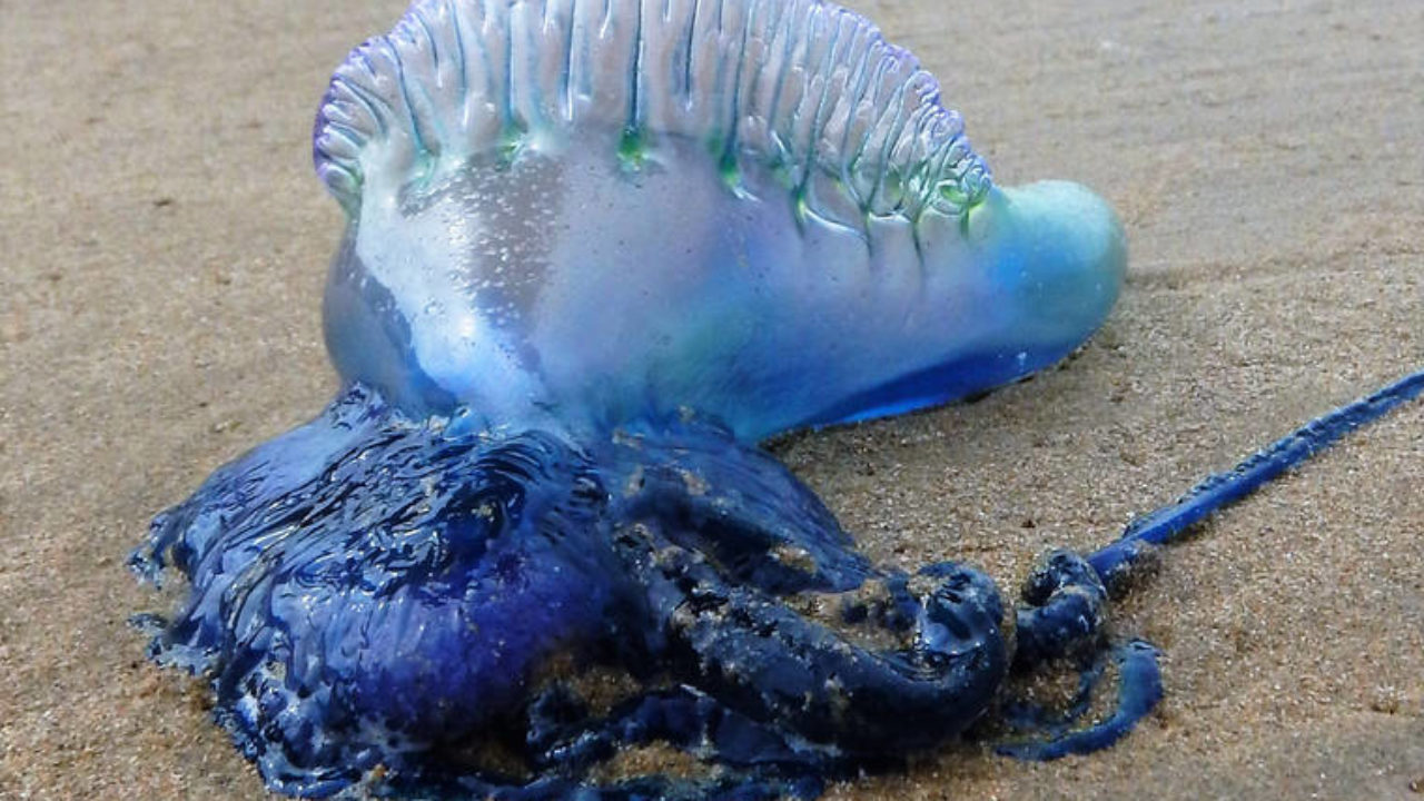 Thousands Of Portuguese Man Of War Spotted At Kailua Waimanalo Beaches Honolulu Star Advertiser