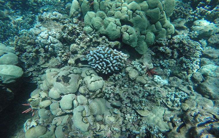 Coral bleaching appears along reefs off Maui | Honolulu Star-Advertiser