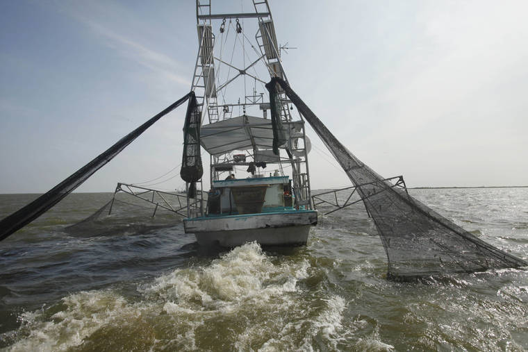 ASSOCIATED PRESS / 2010
                                Shrimpers haul in their catch in Bastian Bay, near Empire, La., on the first day of shrimping season.It will be months before state officials know whether losses from floods and spillway openings qualify Louisiana as a fisheries disaster. Department of Wildlife and Fisheries officials say floods began around November 2018 and a full 12 months’ data is needed to compare to averages for the previous 5 years. The governors of Louisiana, Mississippi and Alabama asked months ago for US Commerce Secretary Wilbur Ross to declare a fisheries disaster, making federal grants available to affected people.