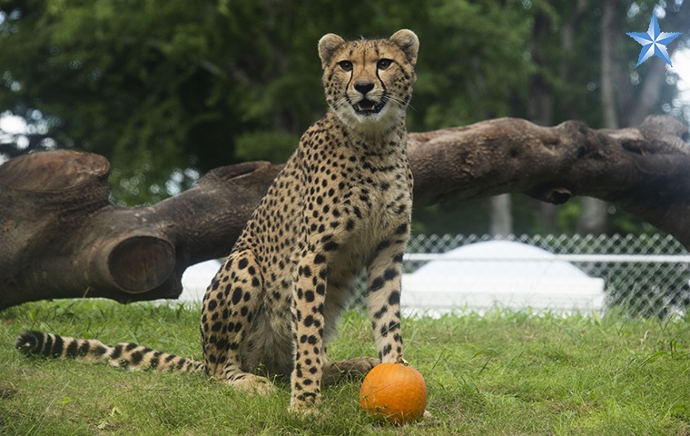 Honolulu Zoo Welcomes 3 Cheetah Sisters | Honolulu Star-Advertiser