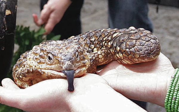 Popular pet lizards smuggled into Japan | Honolulu Star-Advertiser