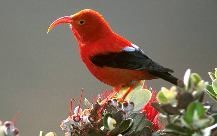 hawaiian-honeycreepers-in-peril-honolulu-star-advertiser