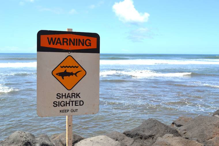 Warning Signs Posted After Sharks Spotted At Waimea Bay 