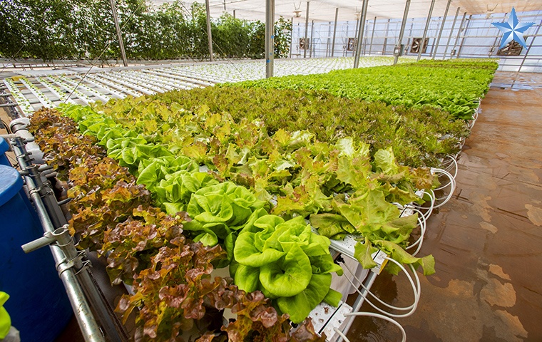 Lanai's hydroponic greenhouse farm ready for commercial harvest ...