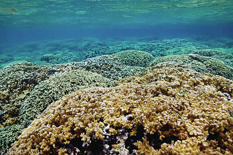 Certain algae help Kaneohe Bay corals weather warmer seas | Honolulu ...