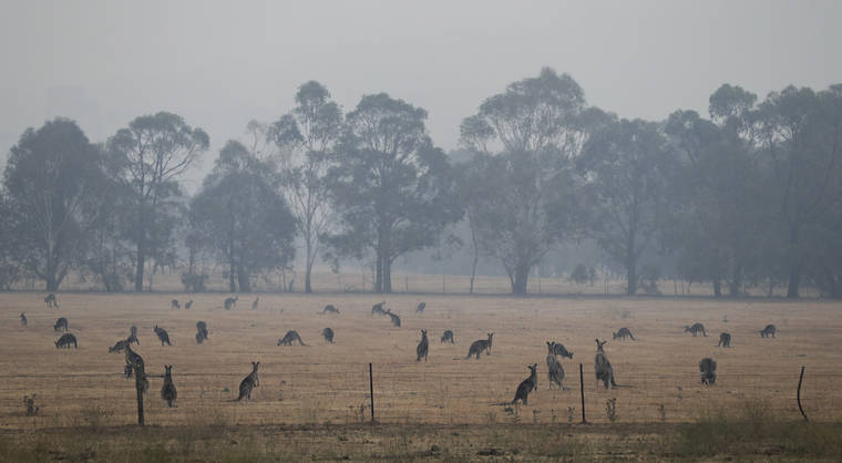 1 Billion Animals Now Feared Dead In Australia’s Wildfires | Honolulu ...