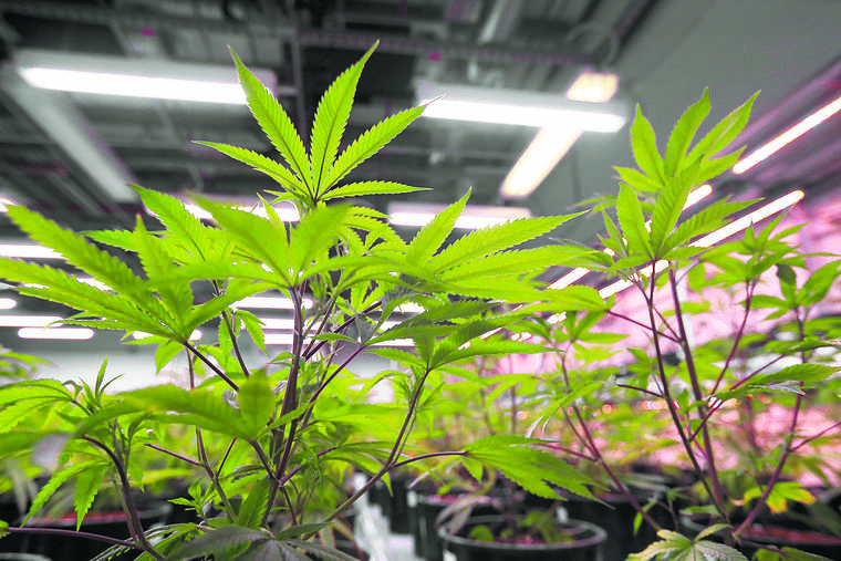 JAMM AQUINO / 2019
                                Cannabis plants are seen in the growing room at the Noa Botanicals production facilities in Kunia. Lawmakers are taking another crack at a bill to prohibit employers from discriminating against workers who test positive for marijuana if they hold a prescription for cannabis.