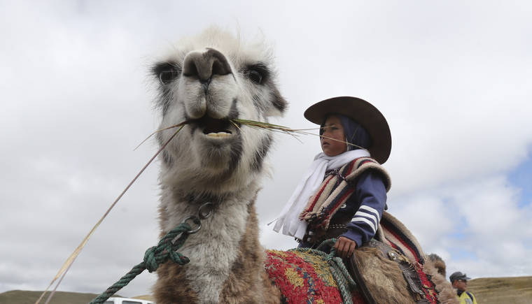 Kids Race Llamas In Ecuador S Highlands Honolulu Star Advertiser