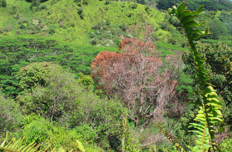 Rapid Ohia Death Found At Kauai Garden For First Time | Honolulu Star ...