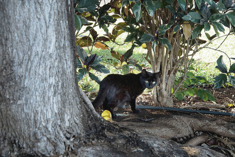 Going wild: Tackling Oahu's problem with feral cats ...