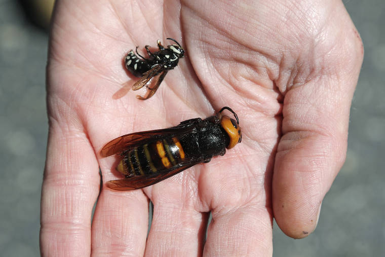 bug-experts-dismiss-worry-about-u-s-murder-hornets-as-hype