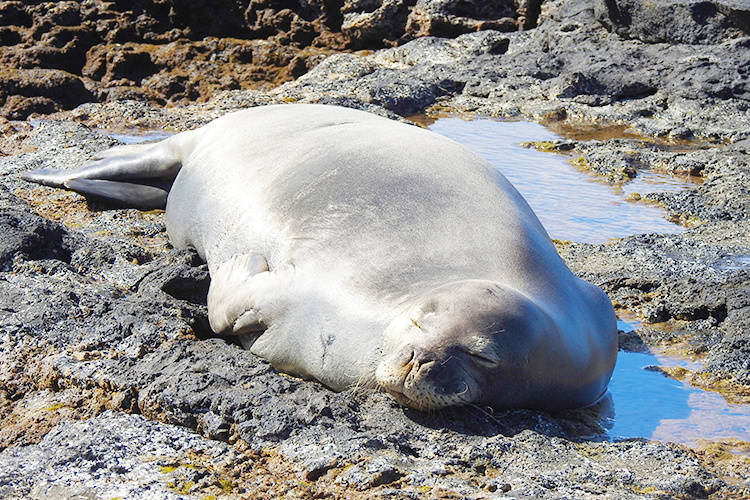 Hawaiian Monk Seal