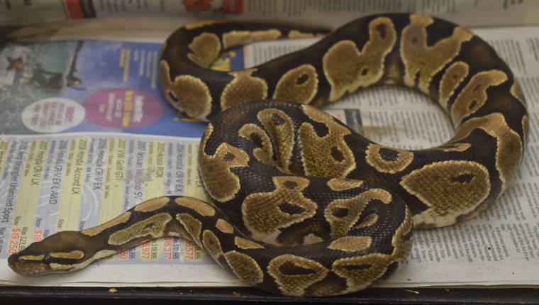 COURTESY HAWAII DEPT. OF AGRICULTURE Ball python found in Kahaluu being held at the Department of Agriculture’s Plant Quarantine Station.