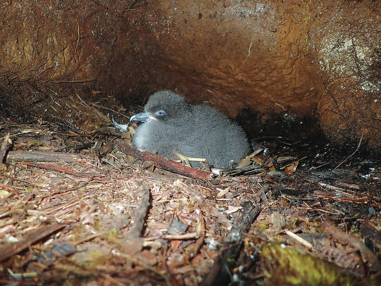 Hawaiian petrel returns to Kauai birthplace | Honolulu Star-Advertiser