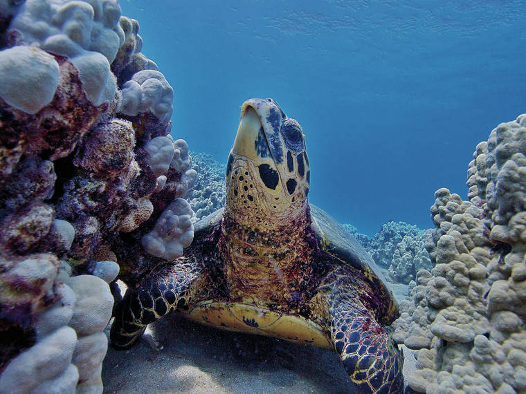 Hawaiian hawksbill sea turtles are 'truly local,' study ...