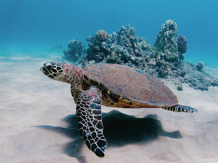 The Book of Honu: Enjoying and Learning About Hawaii's Sea Turtles – UH  Press