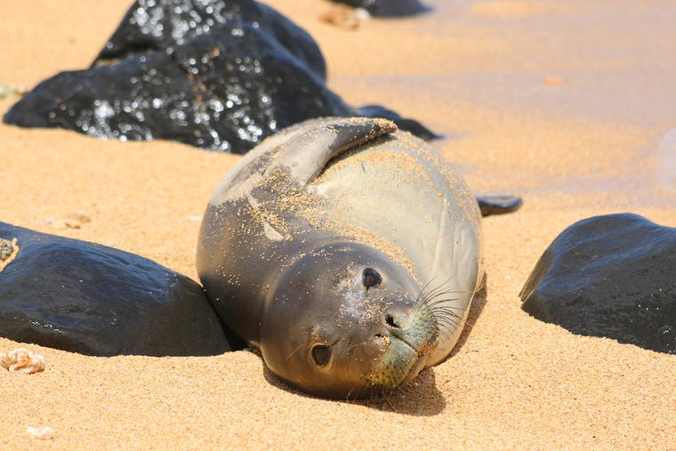 COURTESY DLNR (NOAA PERMIT 18786) The death was reported on Thursday in the Anahola area, according to the state Department of Land and Natural Resources.