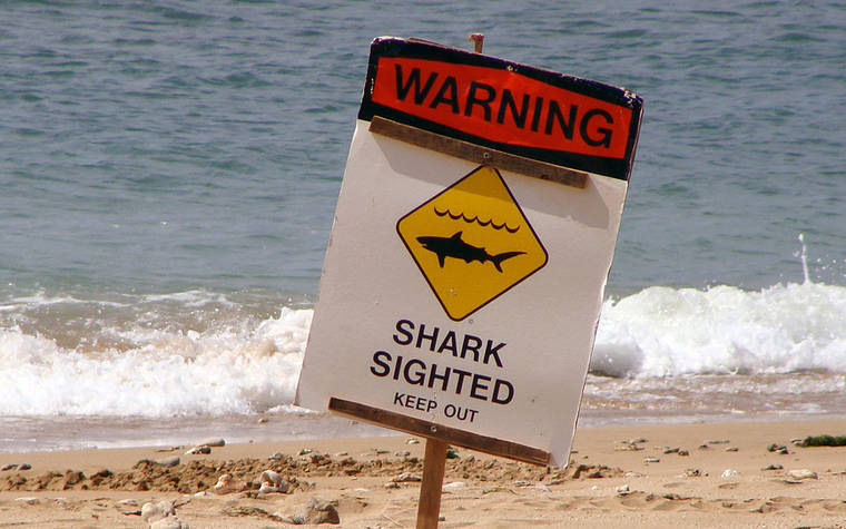 Sharks spotted again off Kaimana Beach in Waikiki | Honolulu Star ...