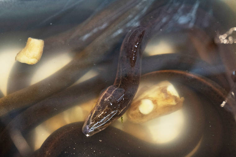 ASSOCIATED PRESS
                                Asian swamp eels are on display for sale at a market in the Chinatown neighborhood of the Manhattan borough of New York on Tuesday. New York state and city wildlife officials say it’s too soon to know the local impact of exotic eels dumped into a Brooklyn lake in September 2020.