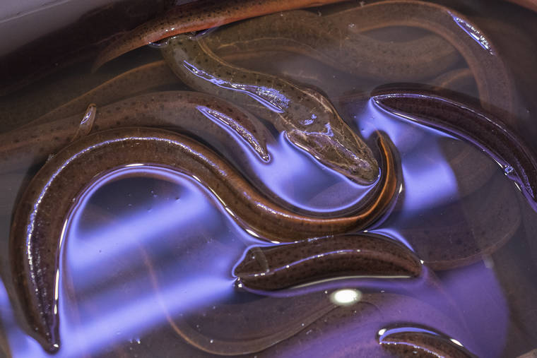 ASSOCIATED PRESS
                                Asian swamp eels are on display for sale at a market in the Chinatown neighborhood of the Manhattan borough of New York on Tuesday. New York state and city wildlife officials say it’s too soon to know the local impact of exotic eels dumped into a Brooklyn lake in September 2020.