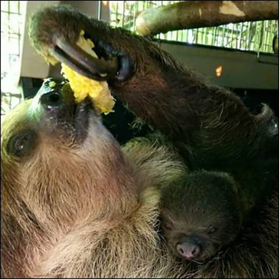 Honolulu Zoo sloth giving birth to her fifth offspring | Honolulu Star ...