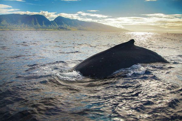 Whale watching season in Hawaii shaping up to be a good one | Honolulu