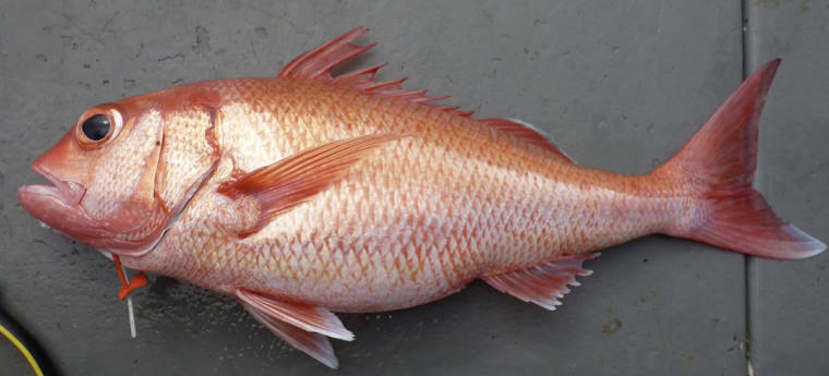 New Fish Species Named For University Of Hawaii Researcher Honolulu Star Advertiser