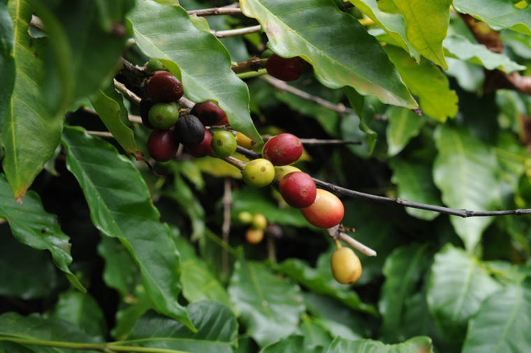 top-crops-in-hawaii-seeds-and-coffee-got-smaller-last-season