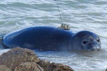 COURTESY HMAR NOAA has attached a GPS satellite transmitter to Loli‘i’s back so researchers can track his movements.