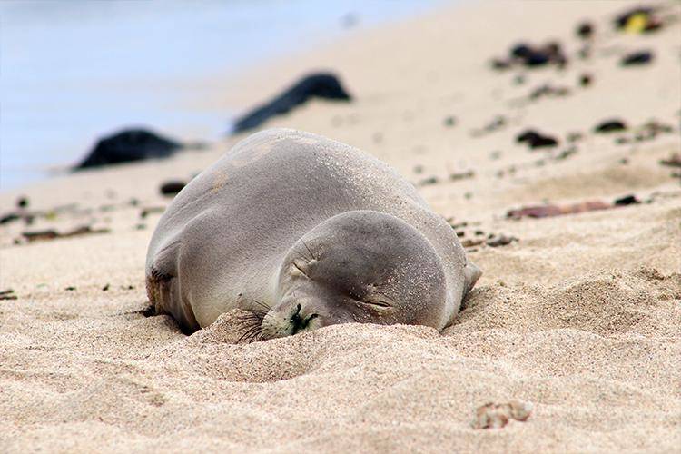 COURTESY HAWAII MARINE ANIMAL RESPONSE Hawaiian monk seal RM90, also known as Mele, resting on the beach. NOAA Fisheries reported that the one-year-old female seal was found dead May 24 on the windward side of Oahu.