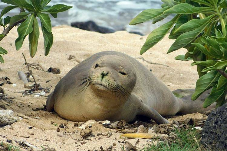 COURTESY HAWAII MARINE ANIMAL RESPONSE Hawaiian monk seal RM90, also known as Mele, resting on the beach. NOAA Fisheries reported that the one-year-old female seal was found dead May 24 on the windward side of Oahu.