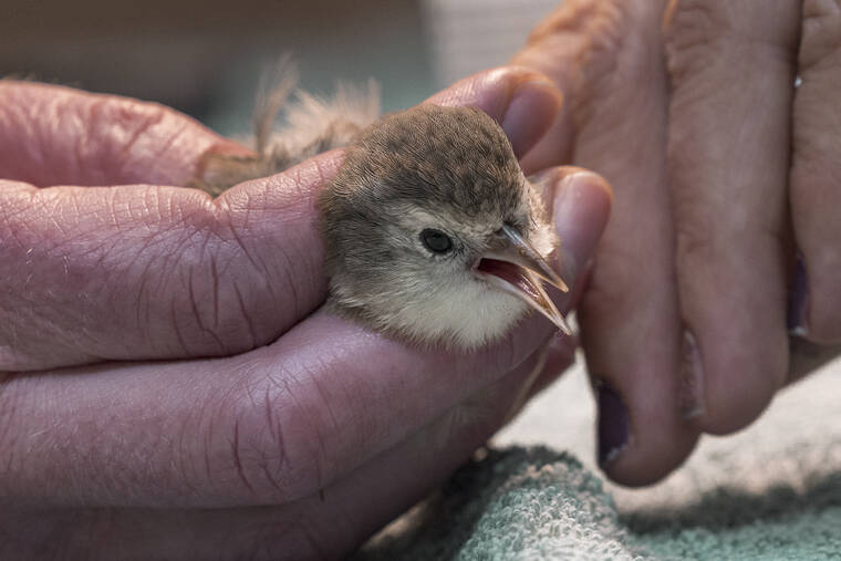 Biologists Relocate Endangered Hawaiian Honeycreeper On Kauai In 