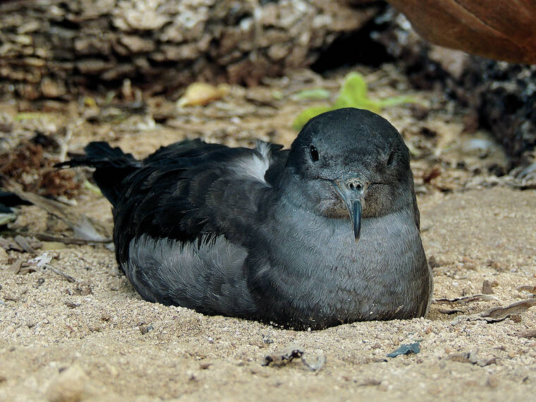 Sea Life Park’s Seabird Sanctuary to reopen | Honolulu Star-Advertiser