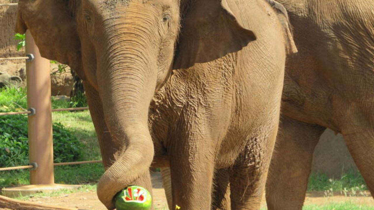 Bengals or Rams? Fiona makes her Super Bowl pick at the Cincinnati Zoo