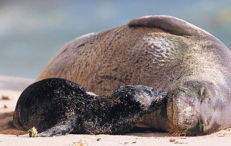 Kokua Line: Will they move Rocky the monk seal? | Honolulu Star-Advertiser