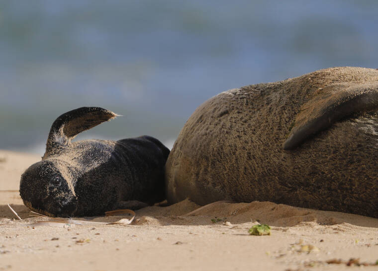 Gender reveal: Rocky’s monk seal pup at Kaimana Beach is male ...