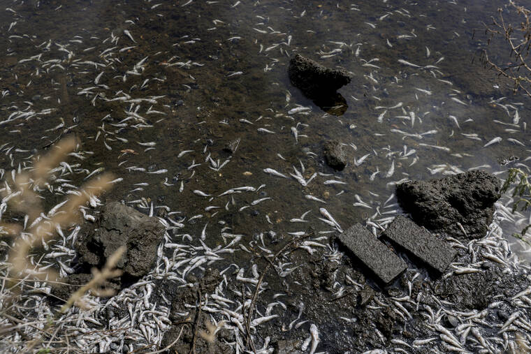 dead-fish-in-san-francisco-bay-area-blamed-on-toxic-red-tide-honolulu