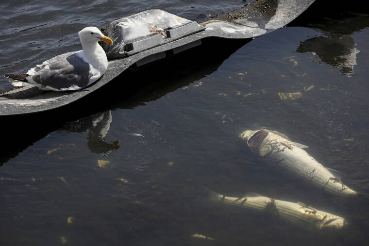 BRONTE WITTPENN VIA AP / AUG. 29
                                Seagulls sit next to dead fish in Lake Merritt in Oakland, Calif. Large numbers of dead fish and other sea life have been sighted all around the lake and other areas in the San Francisco Bay, prompting environmental groups to suggest that people and their pets stay out fo the water to avoid a hazardous algae bloom known as red tide.