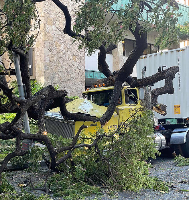 COURTESY MIKE SAPP A fallen tree damaged the cab of a semi-truck and closed westbound lanes of Kapiolani Boulevard late this afternoon.