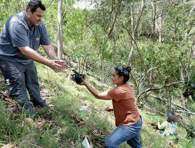 thought-to-be-extinct-in-the-wild-native-plant-found-on-big-island