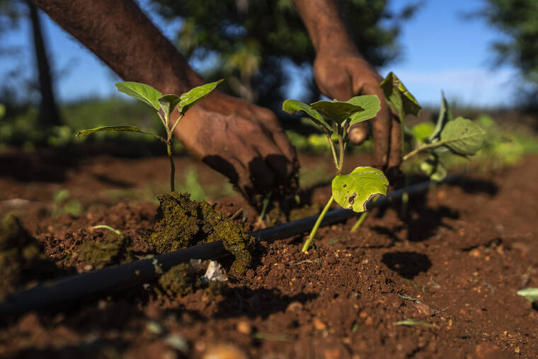 Sewage sludge can be turned into crop fertilizer Honolulu StarAdvertiser