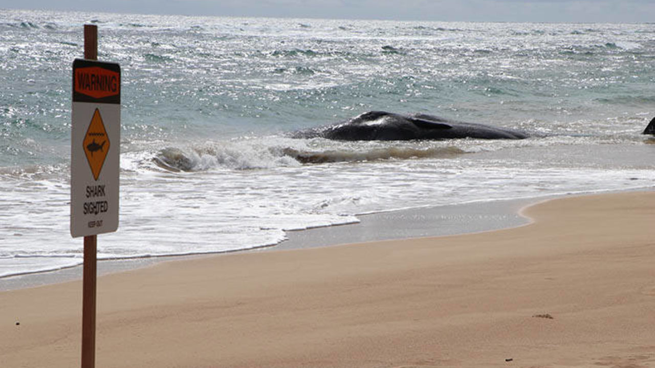 Beached Whales Found Dead On Hawaii Beach