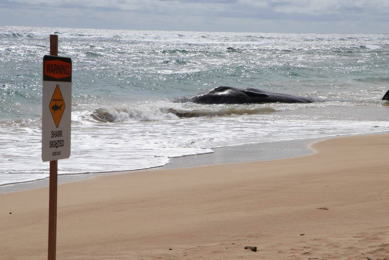 Sixth Sperm Whale Dies on British Beach