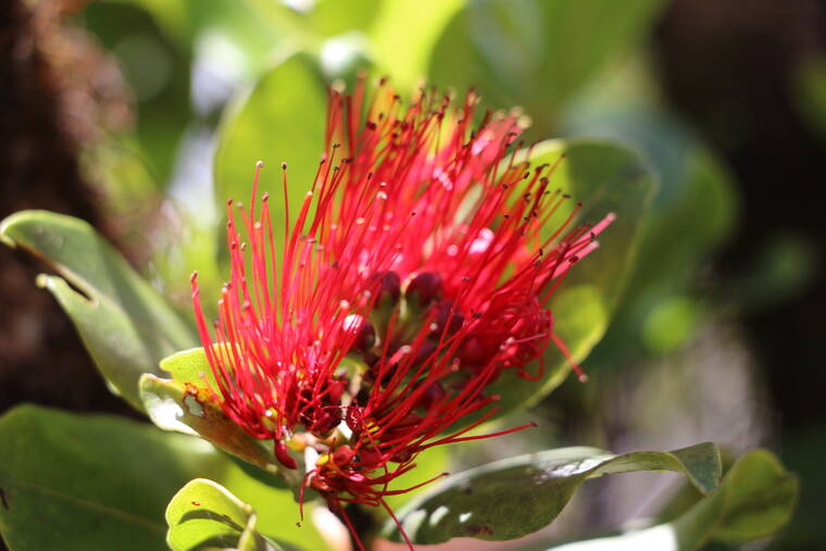 Rapid ohia death jumps to Waianae range on Oahu | Honolulu Star-Advertiser