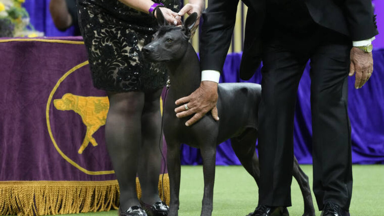 Michigan teen and her dog to compete in Westminster dog show