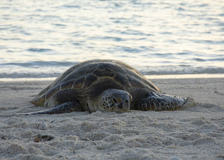 Beachgoers Asked To Be Mindful Of Sea Turtles During Nesting Season Honolulu Star Advertiser 4702