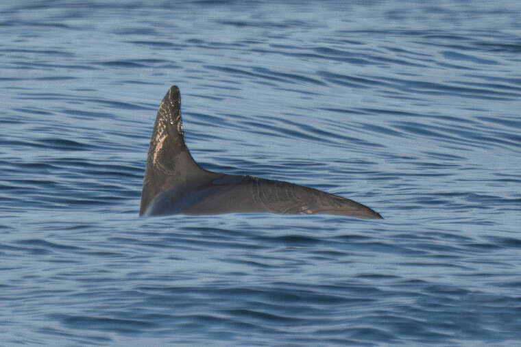 world-s-most-endangered-porpoise-resists-extinction-off-mexico