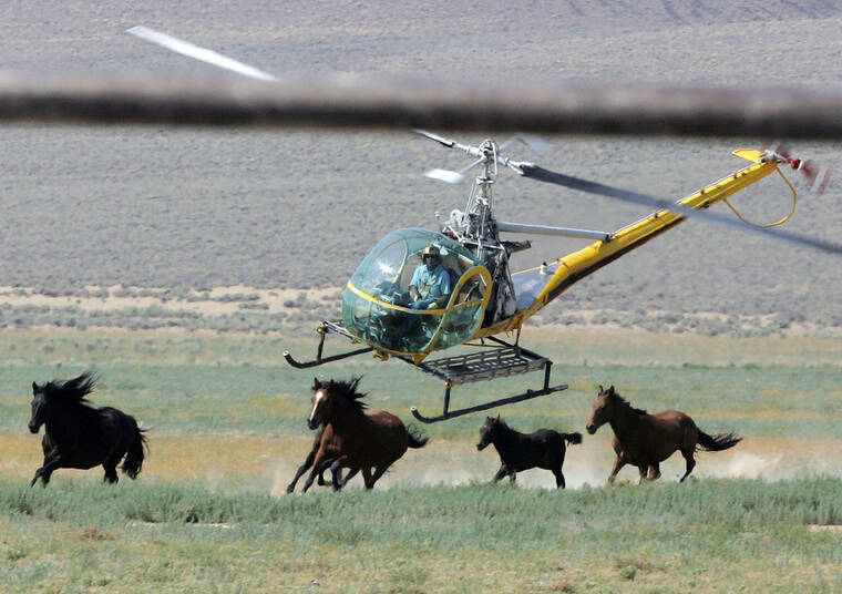 11 mustangs die in U.S. roundup in Nevada